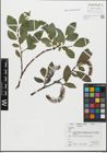 Foto von Salix glabra Scop.